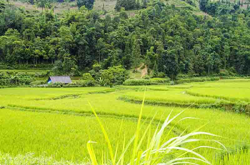 300 - Vietnam - Bac Ha - paisaje